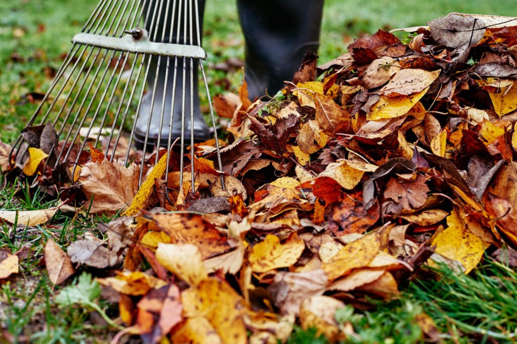 Raking Leaves Safely